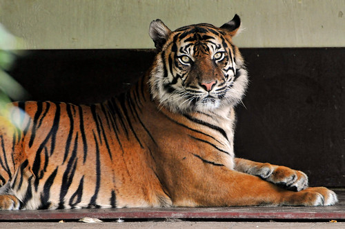 The Sumatran tigress by Tambako the Jaguar