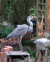 Birds in My Garden