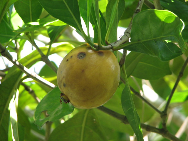 Atractocarpus fitzalanii subsp. fitzalanii