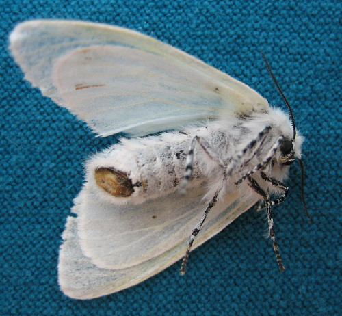 Satin Moth