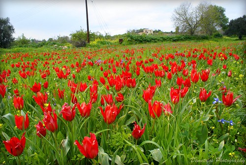Wild Tulips Polemi Cyprus