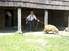 Old Bethpage Village Sheep