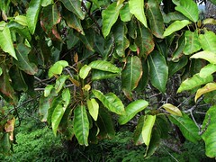 Elaeocarpaceae (Elaeocarpus family)