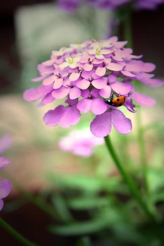 Hello there little lady bug by emma.buckley