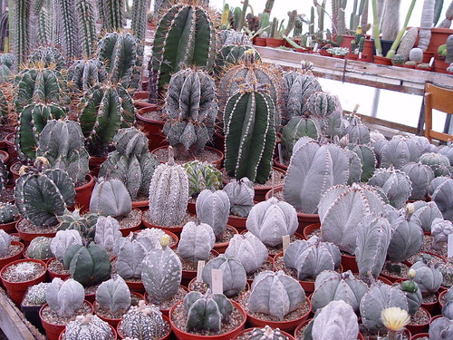 Astrophytum collection by picta67