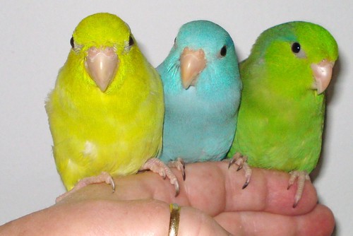 3 parrotlets