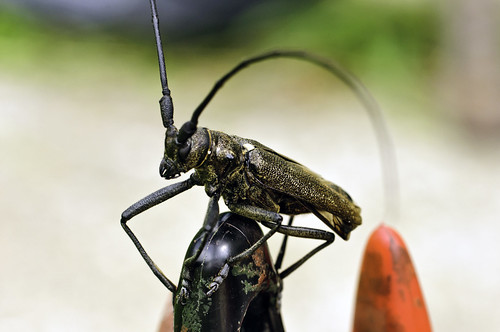 Macro of large black insect with huge antennas