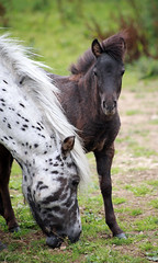 HORSES & Foals