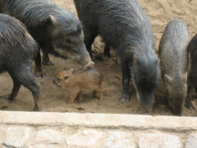 Boars and Piglets