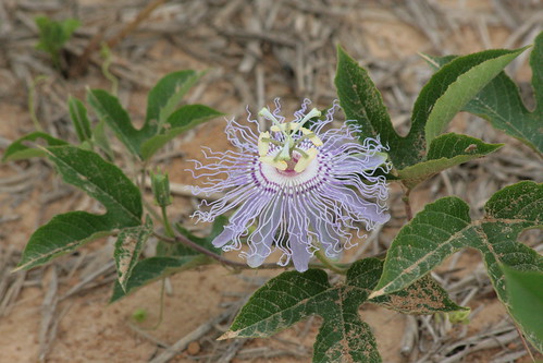 passion flower pictures