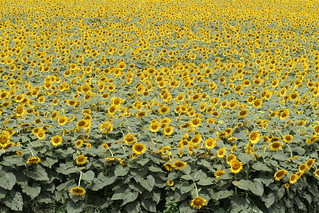 Kiyose Sunflower Field