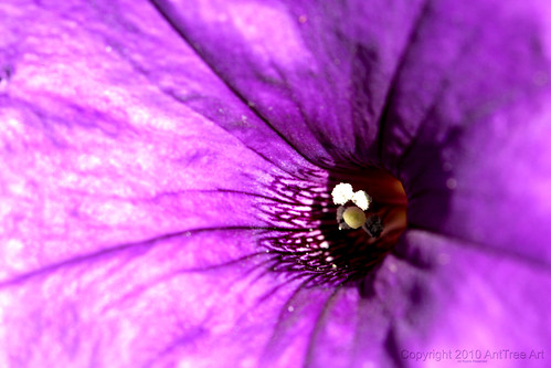 purple flower pictures