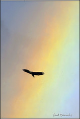 Rainbow by Earl Reinink