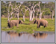 Aliya Love Story: Asian Elephants in a Yala National Park Lake