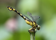 Dragonflies China