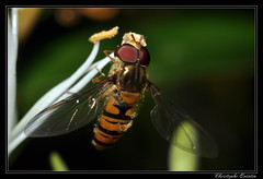 Diptera/Syrphidae