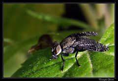 Diptera/Platystomatidae