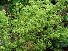 Polygonaceae (Buckwheat family)