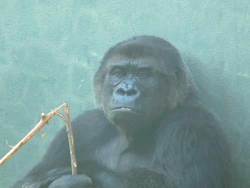 Please Stop Eating Bush Meat ! by Sunshine Gorilla
