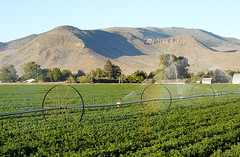 Sierra Valley July 2010