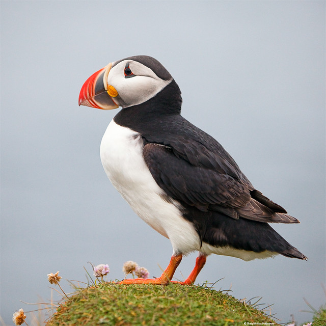 Atlantic Puffin Facts