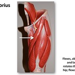 Sartorius - Muscles of the Lower Extremity Anatomy Visual Atlas, page