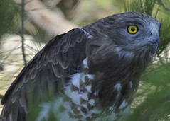 Short-toed Snake Eagle - Circaetus gallicus