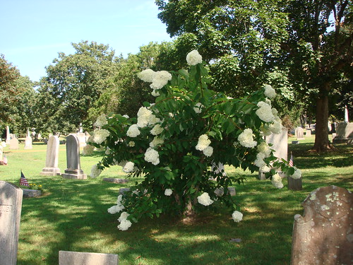 Hydrangeas in Bloom by midgefrazel