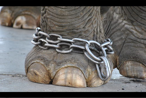 Elephant Chained
