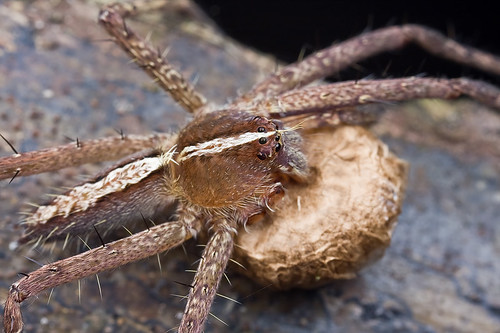 Nursery web spider with egg sac.......IMG_2025 copy