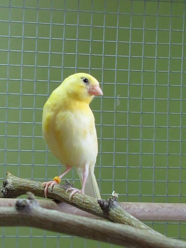 Canaries in their flight cage