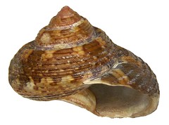 Gastropoda Trochidae