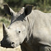 White Baby Rhino