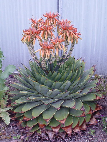 Aloe polyphylla with flowers. by picta67