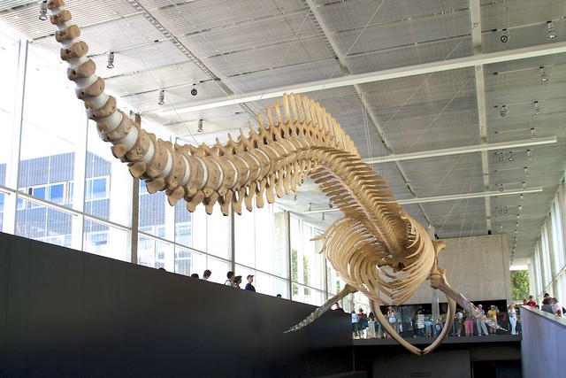 blue whale ubc