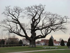 L'arbre du SAN de Chessy