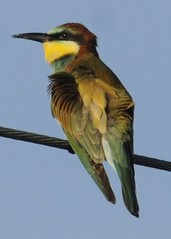 European Bee-eater - Merops apiaster