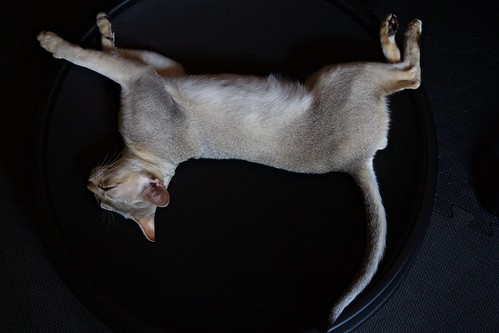 さかさ浮遊猫 - 無料写真検索fotoq