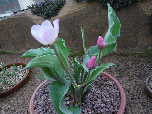 botanic tulip