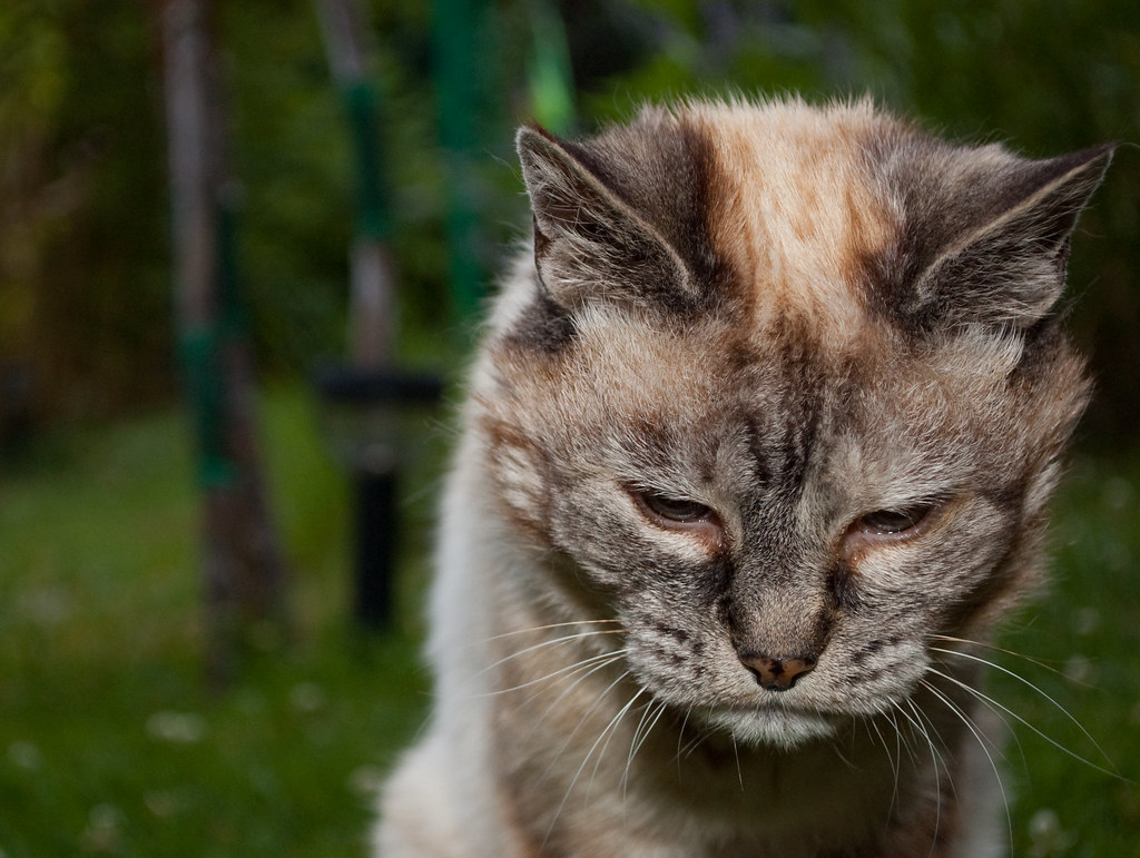Как долго, сколько живут кошки? – ZooPicture.ru