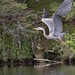 Great Blue Heron New Hampton ,NH