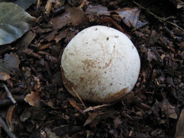 Little round golf ball mushroom | Flickr - Photo Sharing!