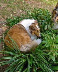 Collie-Flowers, Logan & Robbie Bleu plant themselves in flowerbed