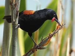 Callaeidae - New Zealand Wattlebirds