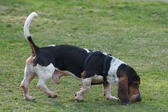 Picture of a Basset Hound sniffing some grass