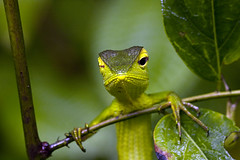 Green Garden Lizard Winking by susan yeomans