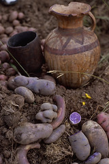 Purple potato, Potato Park,Cusco/Frederik Van Oudenhoven