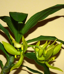 fragrant orchids--good & bad #2 (full)