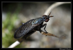 Diptera/Sciomyzidae