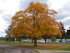 Autumn 2009